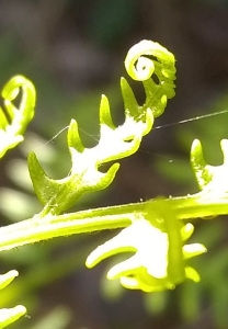 Uncurling Ferns Of Spring